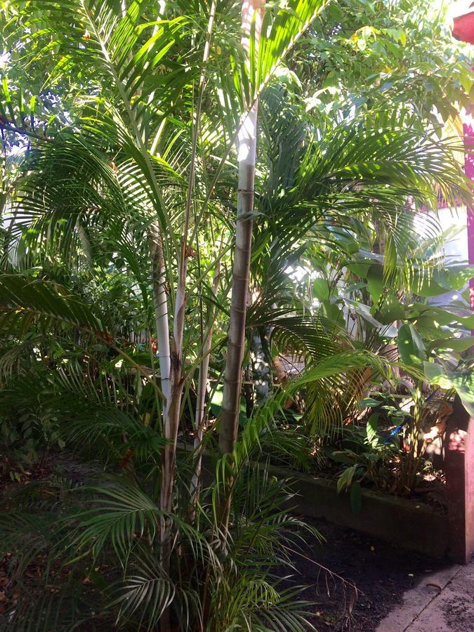 Hostel The Amazon Within Iquitos Exterior foto